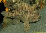 Pom Pom Frogfish 04 A cf hispidus