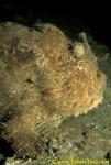 Pom Pom Frogfish 03 A cf hispidus