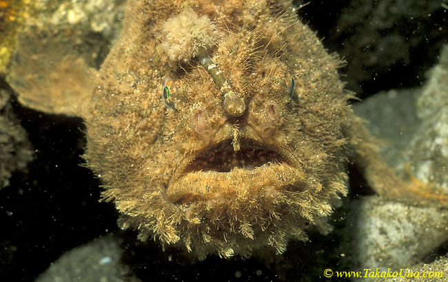 Pom Pom Frogfish 02 A cf hispidus