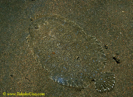 Peacock Flounder 01 Bothus mancus