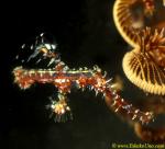 Ornate Ghostpipefish 08 tail gone