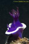 Hypselodoris cf bullockii-1 01 0807mb rig 0007