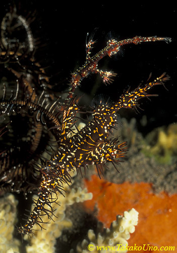 Ornate Ghostpipefish 06 S paradoxus pair