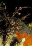 Ornate Ghostpipefish 06 S paradoxus pair