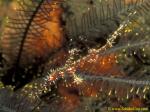 Ornate Ghostpipefish 05 S paradoxus