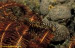 Ornate Ghostpipefish 03 S paradoxus