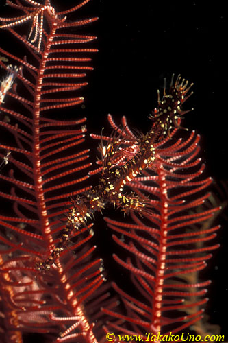 Ornate Ghostpipefish 04 S paradoxus