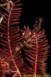 Ornate Ghostpipefish 04 S paradoxus