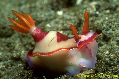 Hypselodoris iba 01 ls 35mm eggs