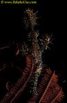 Ornate Ghostpipefish 02 S paradoxus