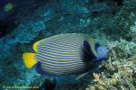 Emperor Angelfish 01