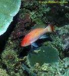 Bali Anthias, special