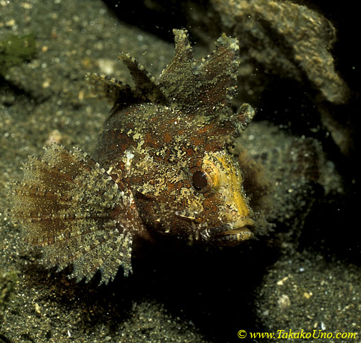 Long-spined Waspfish 01 P longispinus