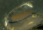 Damsel (I think) guarding eggs on oyster shell