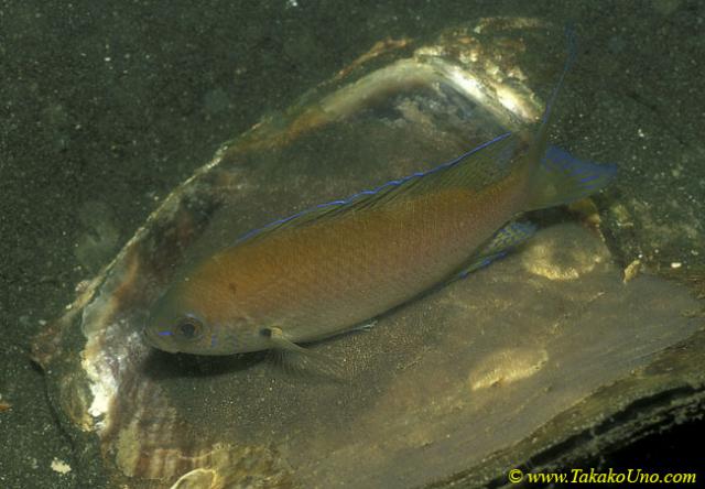 Damsel (I think) guarding eggs on oyster shell