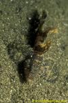 Dusky Banded Goby 01 Callogobius sclateri