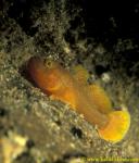 Girdled Cave Goby 01