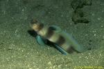 Giant Shrimp Goby, A fontanesii