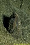 Estuary Snake Eel 01 Pisonophis cancrivorus