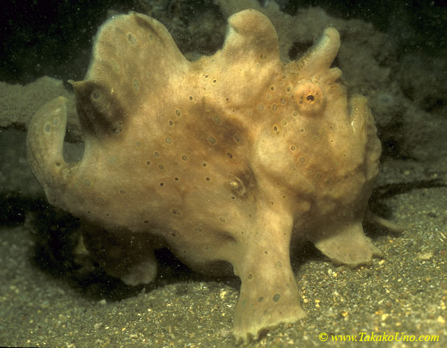 Giant Frogfish 01 juvenile