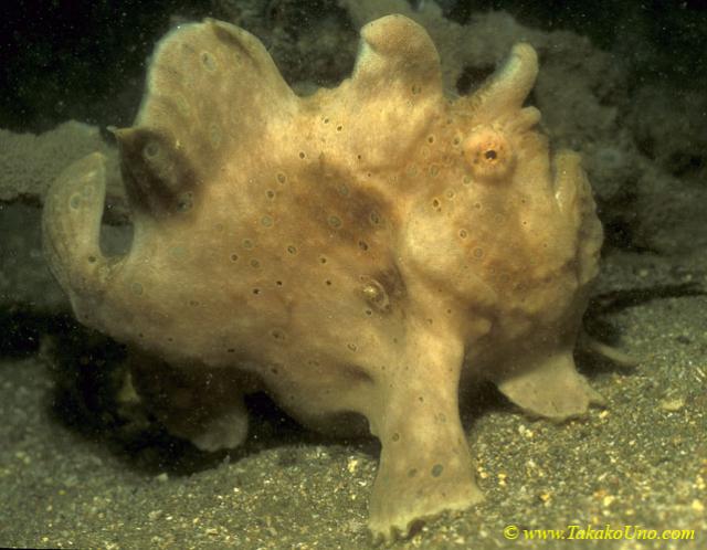 Giant Frogfish 01 juvenile