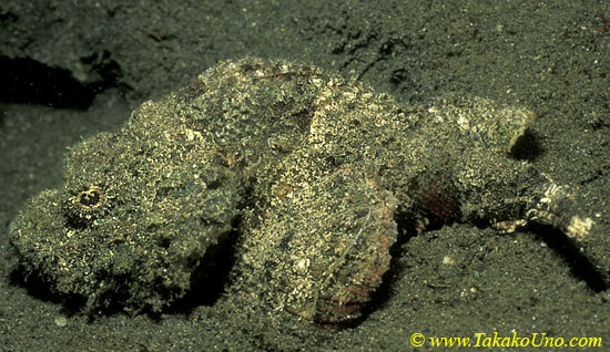 False Stonefish 01 Scorpaenopsis diabola