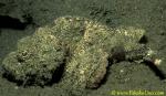 False Stonefish 01 Scorpaenopsis diabola