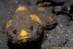 False Stonefish 02 Scorpaenopsis diabola