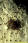 Harlequin Crab 01 Lissocarcinus orbicularis
