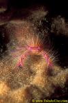 Fairy Galatheidae Squat Lobster 01 Lauriea siagiani