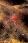 Fairy Galatheidae Squat Lobster 02 Lauriea siagiani