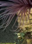 Sexy Shrimps & Tube Anemone