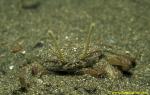Stock-eyed Swimmer Crab 01 Podophthalmus minabensis
