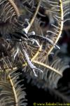 Elegant Squat Lobster 01 Allogalathea elegans