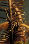 Elegant Squat Lobster 02 Allogalathea elegans