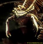 Elbow Crinoid Crab 03 Harrovia albolineata