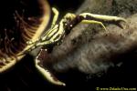 Elbow Crinoid Crab 01 Harrovia albolineata