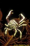 Elbow Crinoid Crab 02 Harrovia albolineata