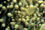 Corallimorph Shrimp 02 Pliopontonia furtiva
