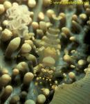 Corallimorph Shrimp 01 Pliopontonia furtiva