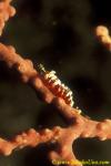 Commensal shrimp 03 Hamodactylus boschmai