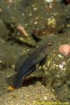 Blue Spotted Rubble Goby 01 Asterropyteryx ensiferus