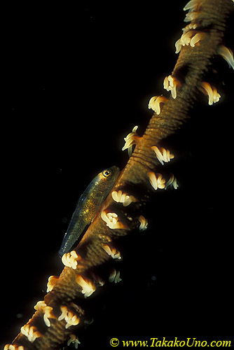 Cling Goby 01 on wire coral