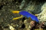 Blue Ribbon Eel 01