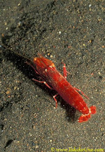 Alpheus Shrimp 01, Alpheus bisincisus, non shrimp goby linked (free living)