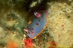 Hypselodoris bennetti 01 12mm jb