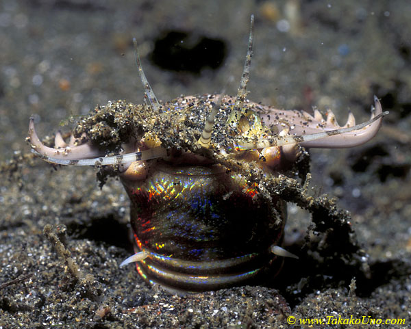 Eunice Bobbit Worm 01