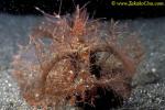 Ambon Scorpionfish 01