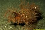 Ambon Scorpionfish 04