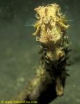 Common Sea Horse 01 H Kuda